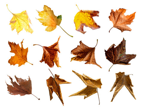 Collection of colorful autumn leaves isolated on transparent background