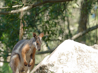 Yellow-Footed Rock-Wallaby Standing on a Large Stone in Sunlight © blueringmedia