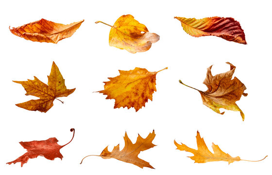 Collection of colorful autumn leaves isolated on transparent background