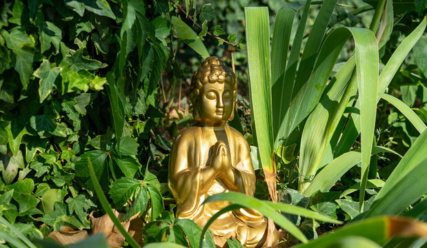Golden Buddha Statue in a Lush Garden Surrounded by Green Plants