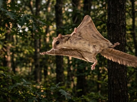Flying brown flying squirrel gliding through forest trees.