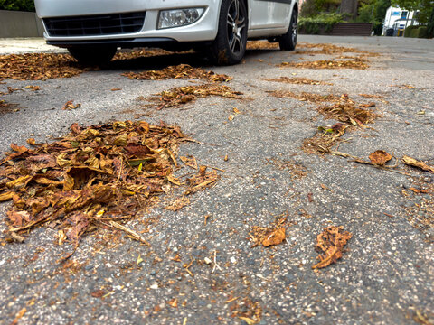Fallen Autumn Leaves on Road Creating Slip Hazard &ndash; Road Safety and Seasonal Risk
