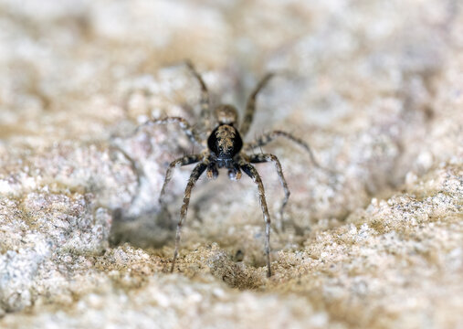 Close view of a wolf spider exploring textured rocky ground while its subtle coloration provides effective natural camouflage.