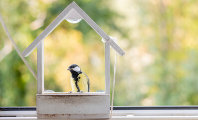 Small great tit perched on a minimalist wooden bird feeder placed by a window, with soft autumn greenery and warm natural bokeh in the background © Kate Mova