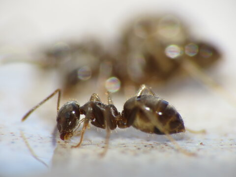 Scout ants feeding and eating anti-ant, ant killer,  ant gel, ant liquid