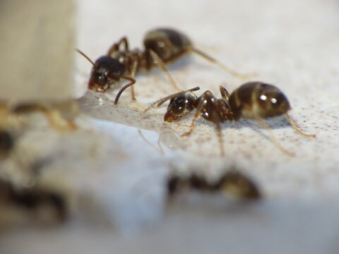 Scout ants feeding and eating anti-ant, ant killer,  ant gel, ant liquid