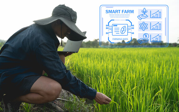Farmer using laptop in rice field with smart farming technology icons displayed, showcasing modern agriculture