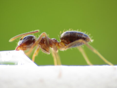 Scout ants feeding and eating anti-ant, ant killer,  ant gel, ant liquid