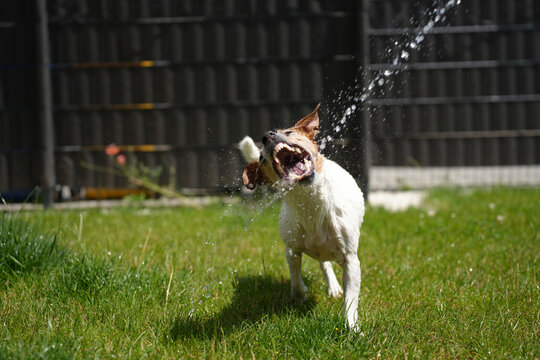 Dog Playing with Water Sprinkler on Lawn