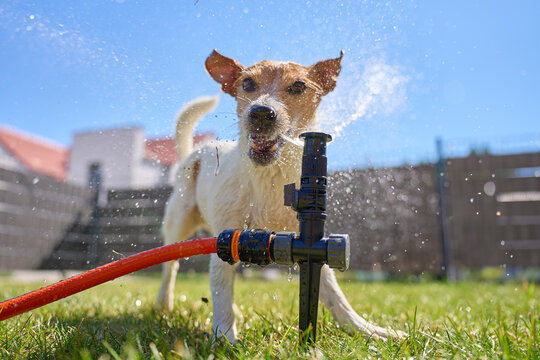 Small dog playing with water from lawn sprinkler on hot summer day