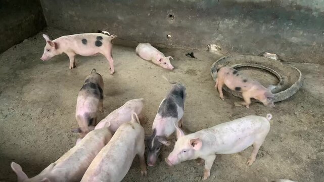 pigs in a farm
