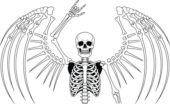 Human skeleton graphic with large feathered skeletal wings in a black and white line art style angel wings skeleton halloween illustration creature
