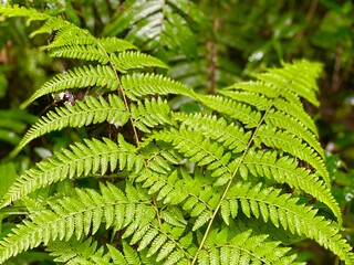 Lush Green Tropical Fern Leaves Macro View in Wild Jungle © Islam