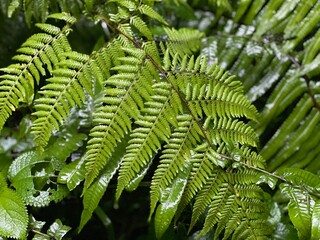 Fresh Green Fern Fronds covered in Raindrops in Tropical Forest © Islam