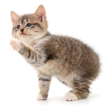 Playful Tabby Kitten Raising Paw Isolated on White Background