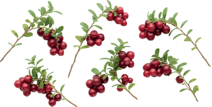 Fresh wild lingonberries cowberries and cranberries on green leafy branches vector illustration collection element set isolated on white background