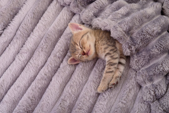 Sleeping Tabby Kitten Under Soft Grey Blanket