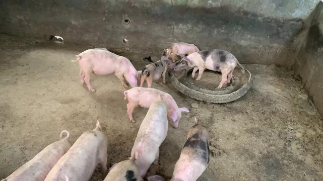 pigs in a farm
