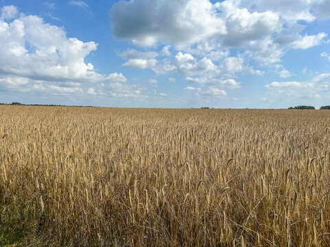 Golden Rye Field under a Cloudy Sky