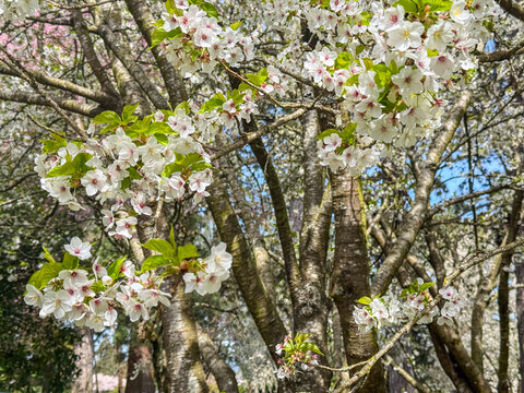 Yoshino cherry blossoms in Seattle Arboretum