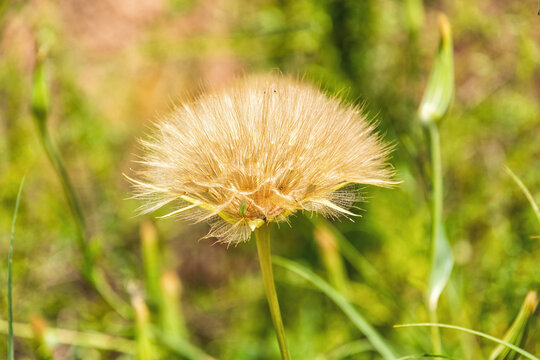 Macro shot of a golden salsify seed head in a summer field. Fluf