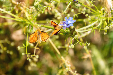 Two orange skipper butterflies on a blue wildflower in a sunny m © serebryannikov