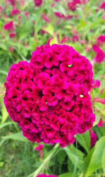 Crested Celosia