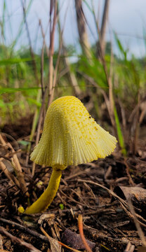 Poison mushroom