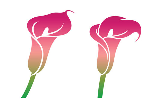 Calla lily flowers vector graphic