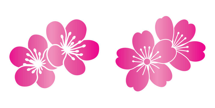 Sakura flowers silhouette