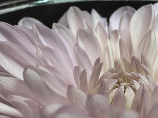 Obraz premium White Chrysanthemum Floating at Top of Clear Mason Jar With Water Against Dark Background