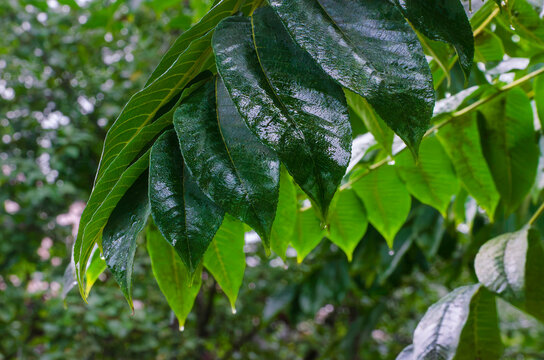Glossy green tropical leaves in natural forest