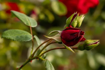 dark Red © Isnurnfoto.