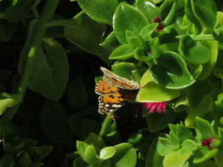 Painted Lady Butterfly (Vanessa Cardui) pollinating baby sun rose plant flower (Mesembryanthemum cordifolium) © TPS