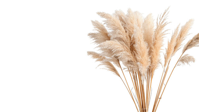 Fluffy beige pampas grass dried floral stems isolated on transparent background for boho modern interior home decor.