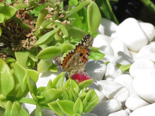 Painted Lady Butterfly (Vanessa Cardui) pollinating baby sun rose plant flower (Mesembryanthemum cordifolium) © TPS