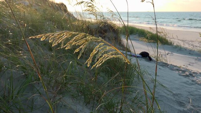 Dune grass sways gently in breeze on sandy beach with ocean waves in background during sunset.