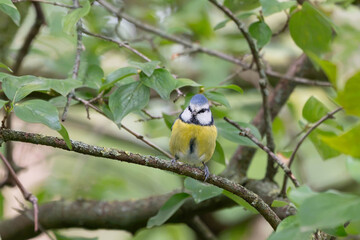 Birds of Germany - Cyanistes caeruleus - Blue Tit Perched on Woodland Branch © Sebastian