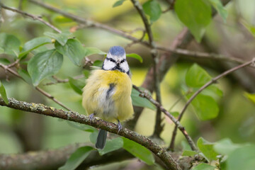 Birds of Germany - Cyanistes caeruleus - Blue Tit Perched on Woodland Branch © Sebastian
