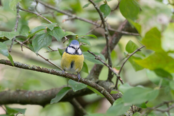 Birds of Germany - Cyanistes caeruleus - Blue Tit Perched on Woodland Branch © Sebastian