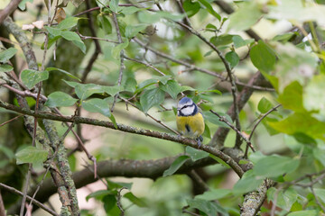 Birds of Germany - Cyanistes caeruleus - Blue Tit Perched on Woodland Branch © Sebastian