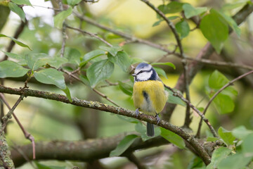 Birds of Germany - Cyanistes caeruleus - Blue Tit Perched on Woodland Branch © Sebastian