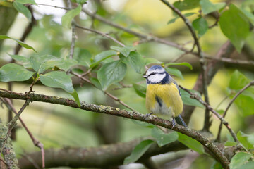 Birds of Germany - Cyanistes caeruleus - Blue Tit Perched on Woodland Branch © Sebastian