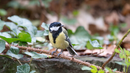 Birds of Germany - Parus major - Great Tit Perched Among Ivy Leaves © Sebastian