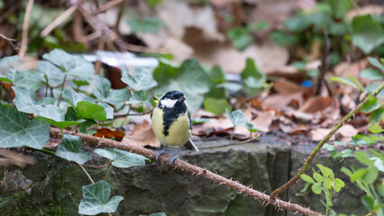 Birds of Germany - Parus major - Great Tit Perched Among Ivy Leaves © Sebastian