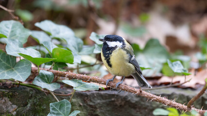 Birds of Germany - Parus major - Great Tit Perched Among Ivy Leaves © Sebastian