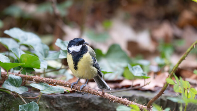 Birds of Germany - Parus major - Great Tit Perched Among Ivy Leaves