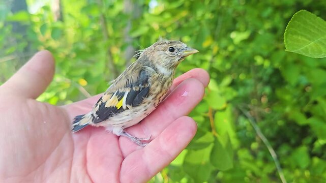 Cute fledgling goldfinch bird sitting calmly on a human hand