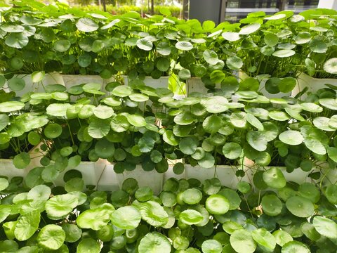 A coin grass (Hydrocotyle vulgaris), also known as money plant or pennywort, growing in stacked white pots.