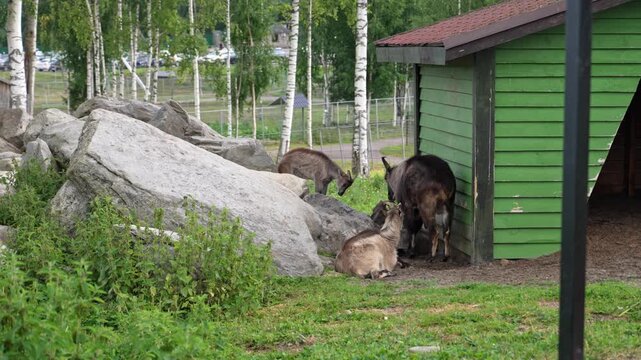 Herd of himalayan tahrs grazing and resting on the green grass near their shelter in a wildlife park, surrounded by rocks and birch trees in a naturalistic habitat on a summer day